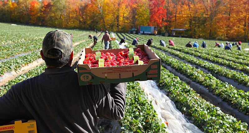 Hungerlohn und überfüllte Zimmer – wie Erntearbeiter ausgebeutet werden