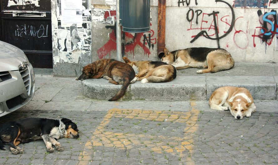 Hundemord in der Türkei – Tiere als Schadensbegrenzung